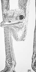 Ostrich and Egg
